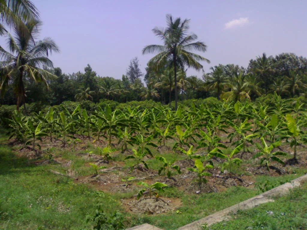 Cultivated land with young plants and mature palms